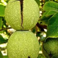 Саджанець Горіх волоський (грецький) Буковинський в контейнері